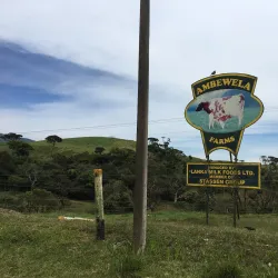 Ambewela Farm - Nuwara Eliya
