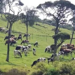 Ambewela Farm - Nuwara Eliya