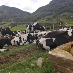 Ambewela Farm - Nuwara Eliya