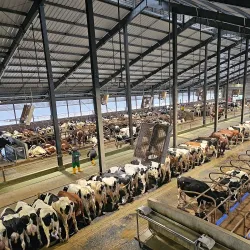 Ambewela Farm - Nuwara Eliya