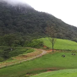 Ambewela Farm - Nuwara Eliya