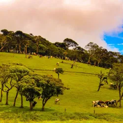 Ambewela Farm - Nuwara Eliya