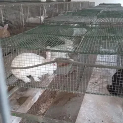 Ambewela Farm - Nuwara Eliya