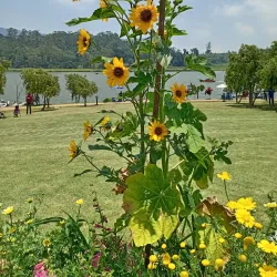 Gregory Lake - Nuwara Eliya