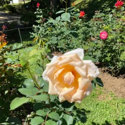 Hakgala Botanical Garden - Nuwara Eliya