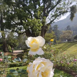 Hakgala Botanical Garden - Nuwara Eliya