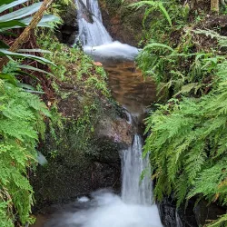Hakgala Botanical Garden - Nuwara Eliya