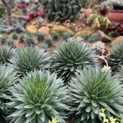 Hakgala Botanical Garden - Nuwara Eliya