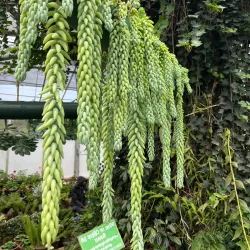 Hakgala Botanical Garden - Nuwara Eliya