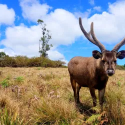 Horton Plains National Park - Nuwara Eliya