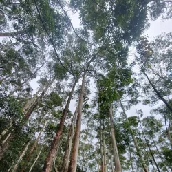 Lover's Leap Waterfall - Nuwara Eliya