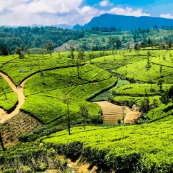 Pedro Tea Estate - Nuwara Eliya