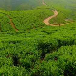 Pedro Tea Estate - Nuwara Eliya