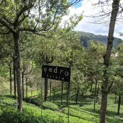 Pedro Tea Estate - Nuwara Eliya
