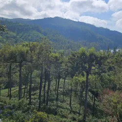 Pedro Tea Estate - Nuwara Eliya