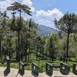 Pedro Tea Estate - Nuwara Eliya