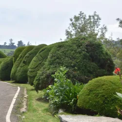 Pedro Tea Estate - Nuwara Eliya