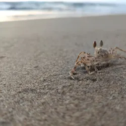 Panadura Beach - Panadura