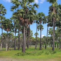 Casuarina Beach - Point Pedro
