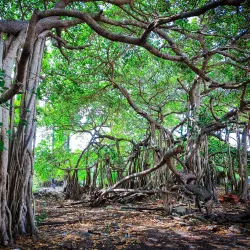 Neduntheevu (Delft Island) - Point Pedro