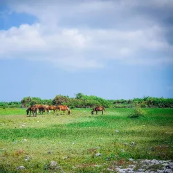Neduntheevu (Delft Island) - Point Pedro