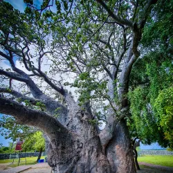 Neduntheevu (Delft Island) - Point Pedro