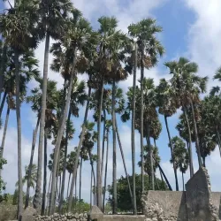 Neduntheevu (Delft Island) - Point Pedro