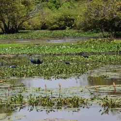 Kalpitiya Bird Sanctuary - Puttalam