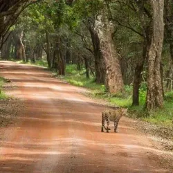Wilpattu National Park - Puttalam
