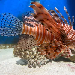 Kelaniya Park - Ragama