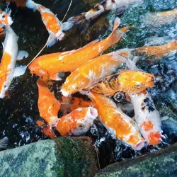 Kelaniya Park - Ragama