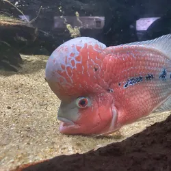 Kelaniya Park - Ragama