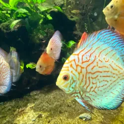 Kelaniya Park - Ragama