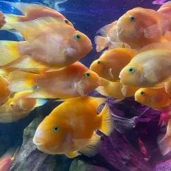 Kelaniya Park - Ragama