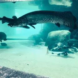 Kelaniya Park - Ragama