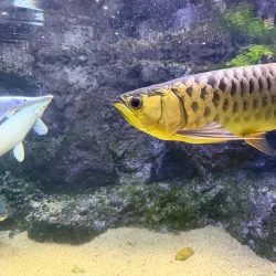 Kelaniya Park - Ragama