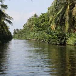 Muthurajawela Marsh - Ragama