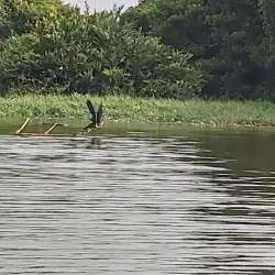 Muthurajawela Marsh - Ragama
