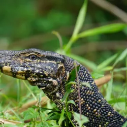 Muthurajawela Marsh - Ragama