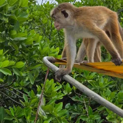 Negombo Lagoon - Ragama