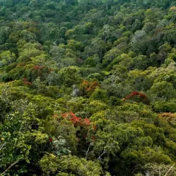 Sinharaja Forest Reserve - Ratnapura