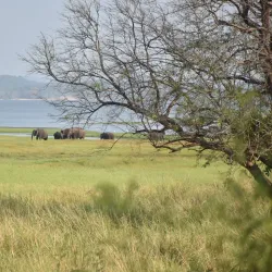 Habarana Lake - Sigiriya