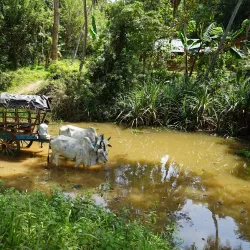 Habarana Lake - Sigiriya