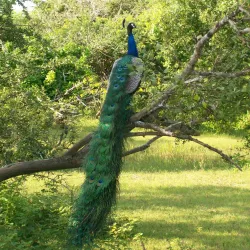 Minneriya National Park - Sigiriya