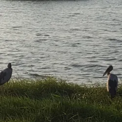 Diyawanna Lake - Sri Jayawardenepura Kotte