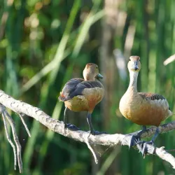 Kalametiya Bird Sanctuary - Tangalle