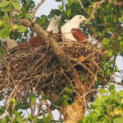 Kalametiya Bird Sanctuary - Tangalle