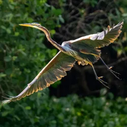 Kalametiya Bird Sanctuary - Tangalle