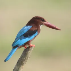 Kalametiya Bird Sanctuary - Tangalle