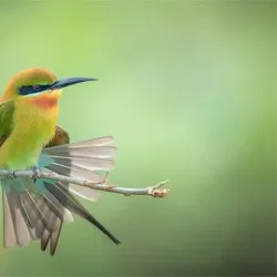 Kalametiya Bird Sanctuary - Tangalle